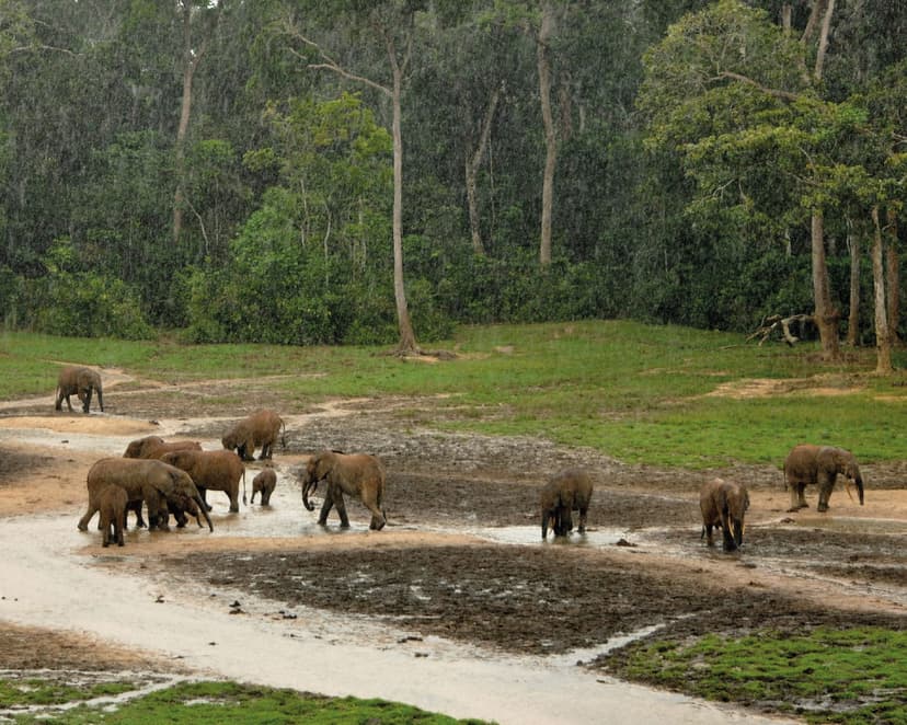 Dr. Christian Ruck - 2014 im Nationalpark Dzanga-Sangha | Foto: WWF